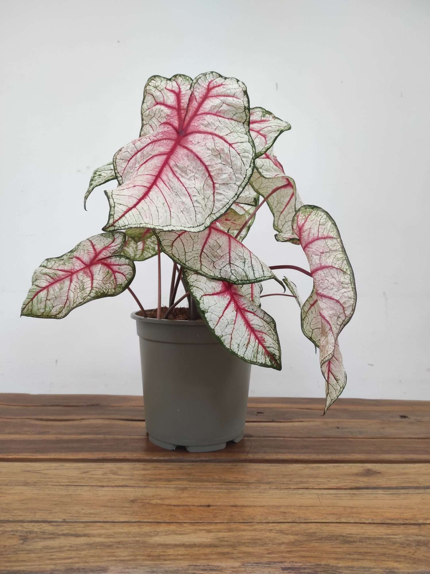 Caladium Bicolor 'Rhapsody' - Image 2