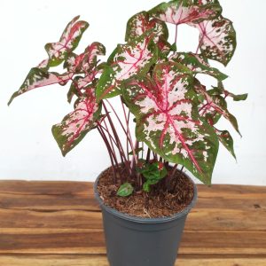 Caladium Bicolor 'Carolyn Whorton'