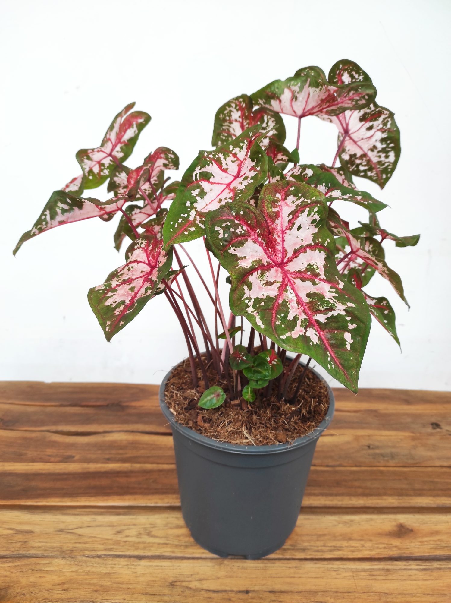 Caladium Bicolor 'Carolyn Whorton'