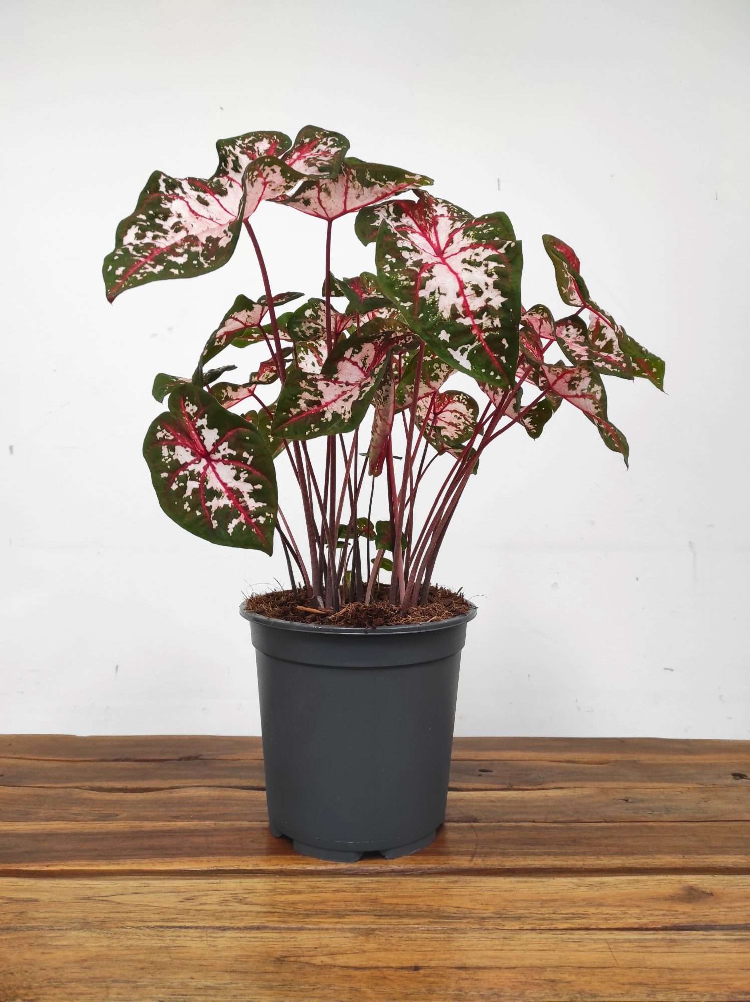 Caladium Bicolor 'Carolyn Whorton' - Image 2