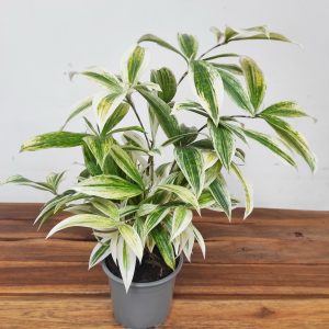 Dracaena Godseffiana 'Silver'