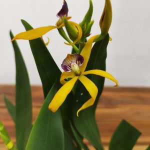 Encyclia Radiata