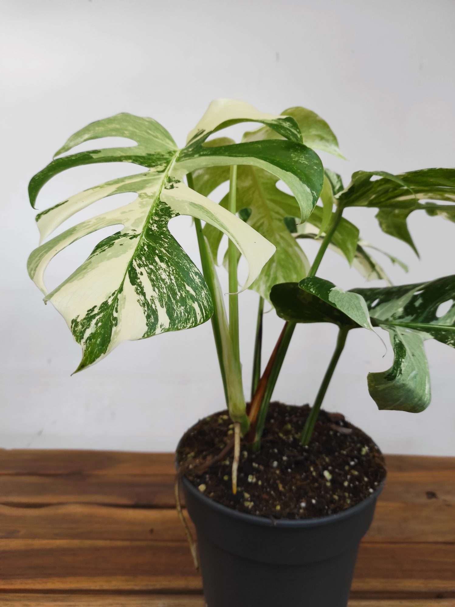 Monstera Deliciosa Variegata - V. 21 - Image 3