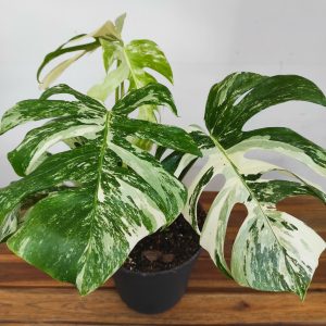 Monstera Deliciosa Variegata - V. 21