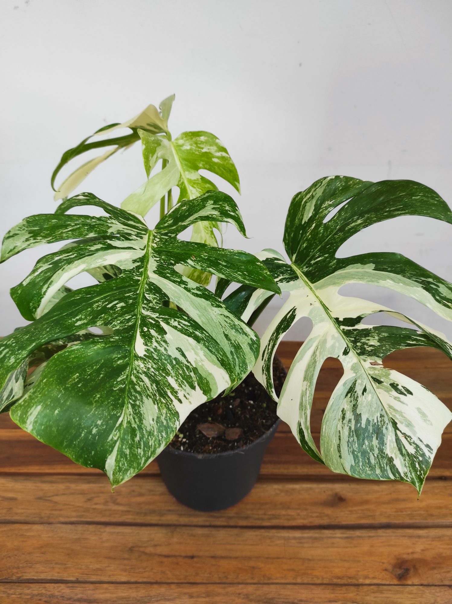 Monstera Deliciosa Variegata - V. 21