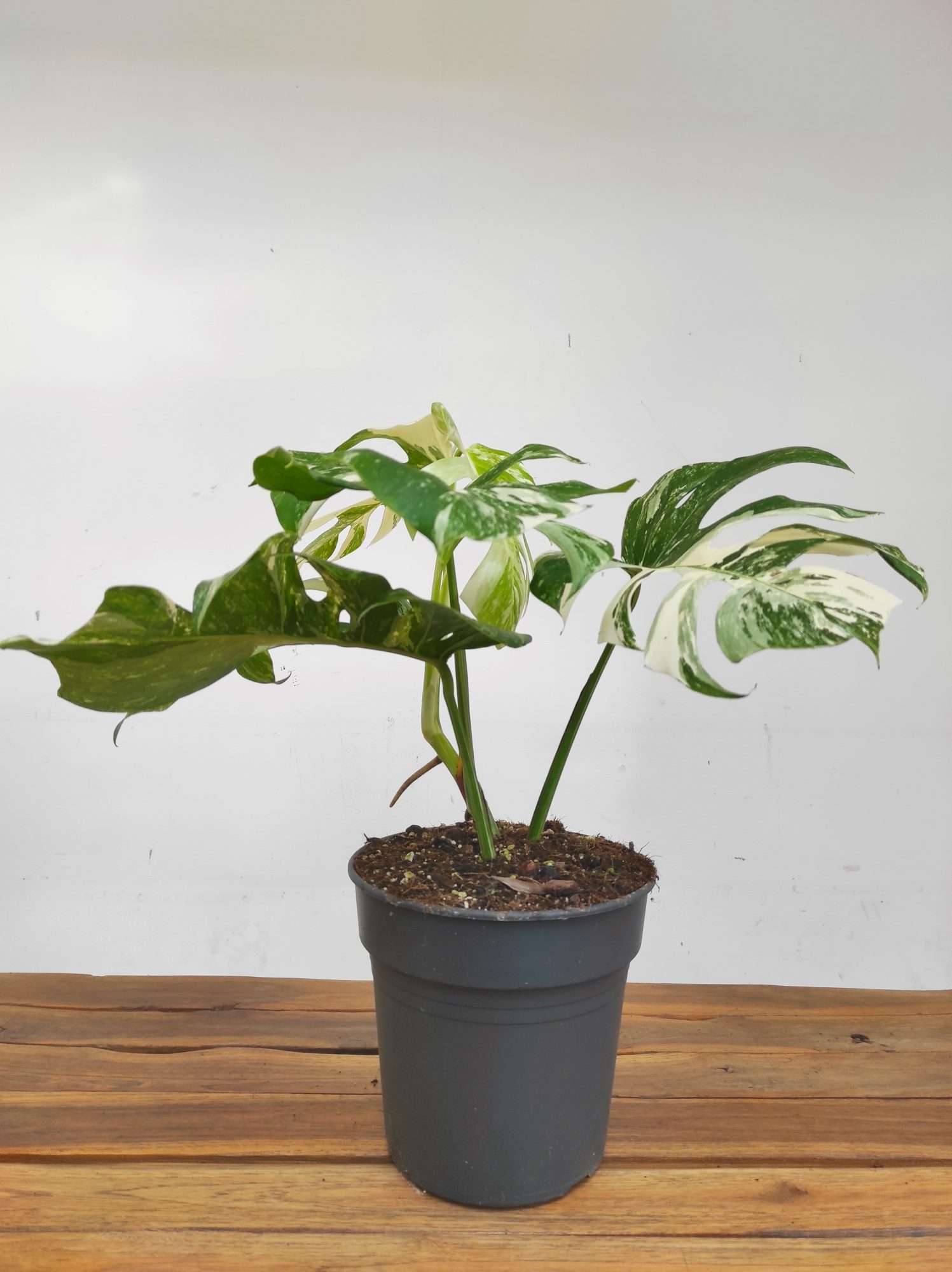 Monstera Deliciosa Variegata - V. 21 - Image 2