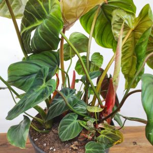 Philodendron Verrucosum