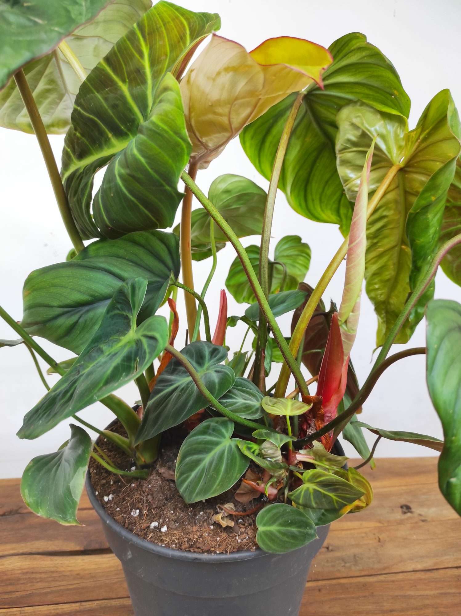Philodendron Verrucosum