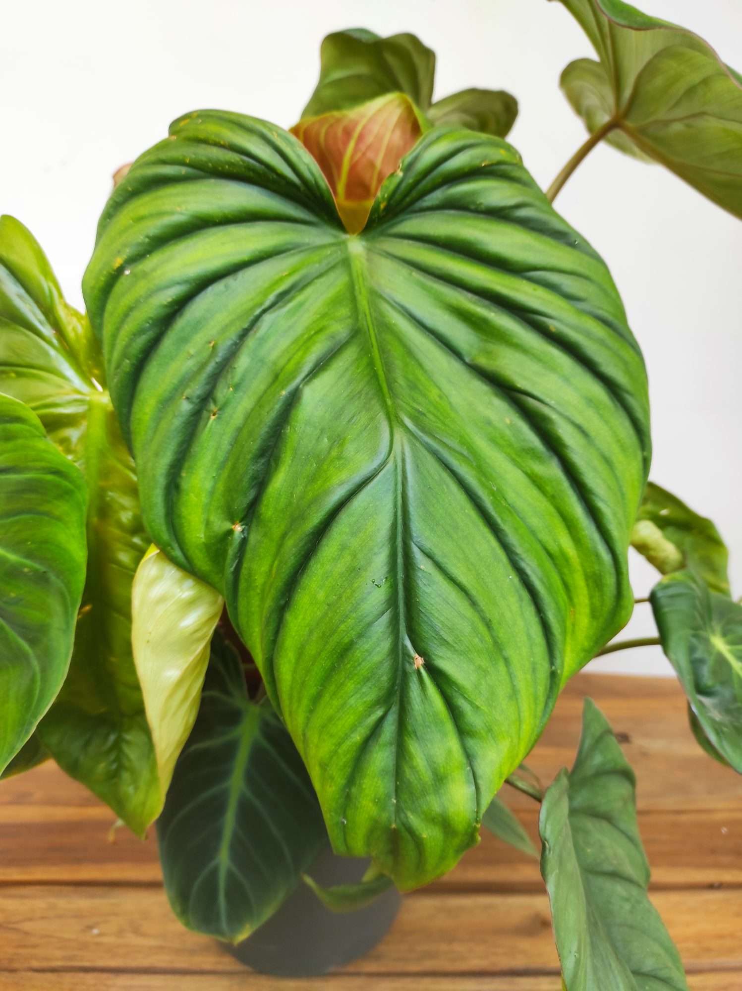 Philodendron Verrucosum - Image 3