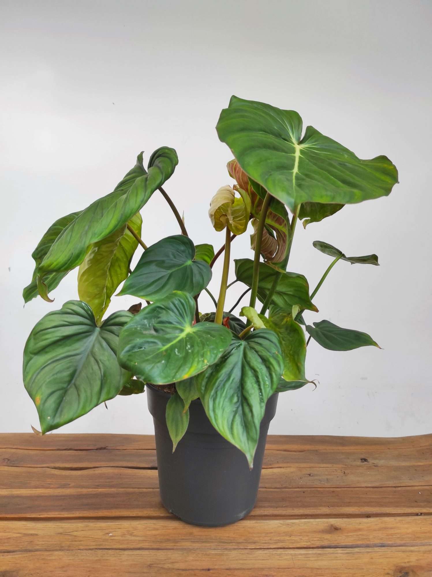 Philodendron Verrucosum - Image 2