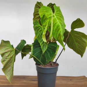 Philodendron 'Splendid'