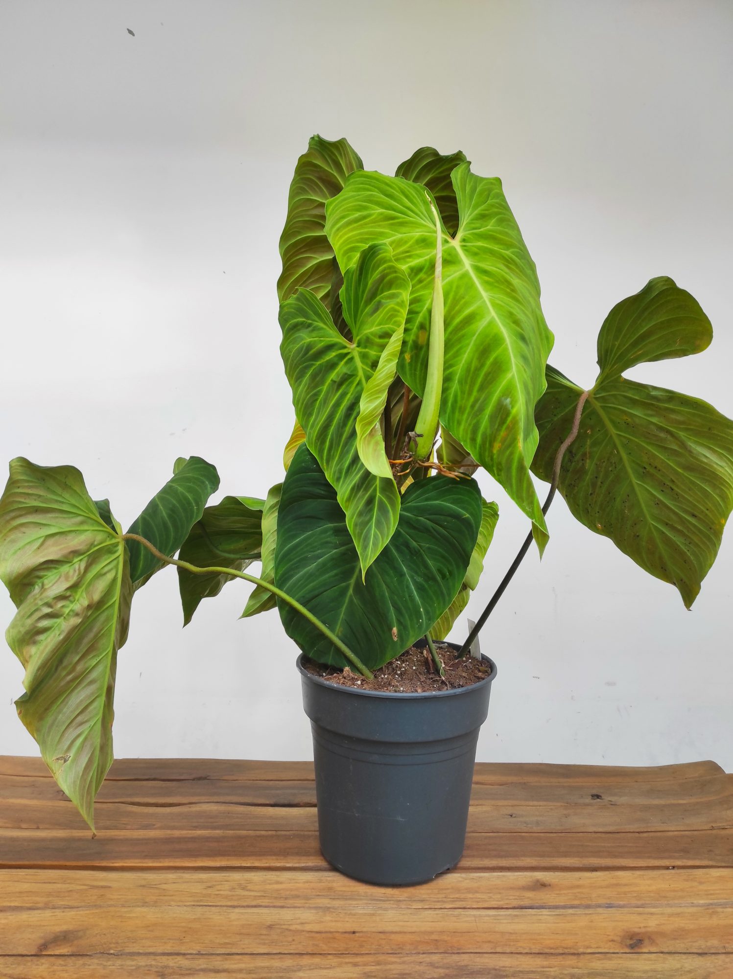 Philodendron 'Splendid'