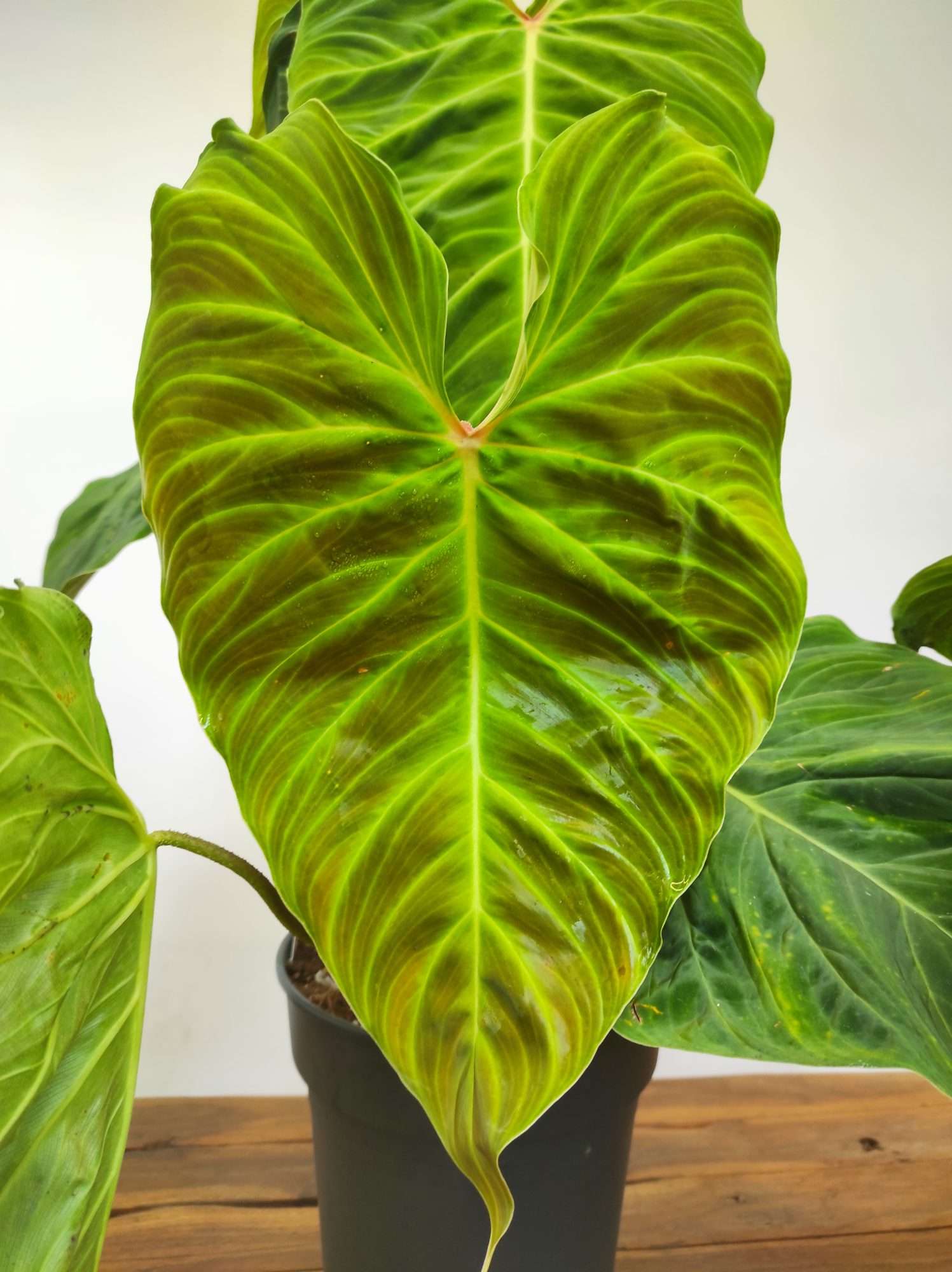 Philodendron 'Splendid' - Image 2