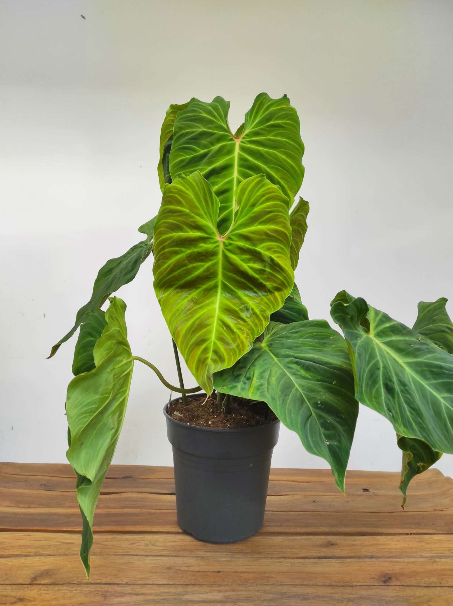 Philodendron 'Splendid' - Image 3