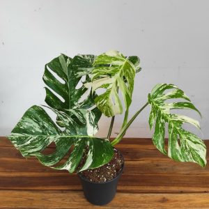Monstera Deliciosa Variegata - V. 17