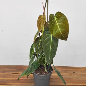 Philodendron Melanochrysum