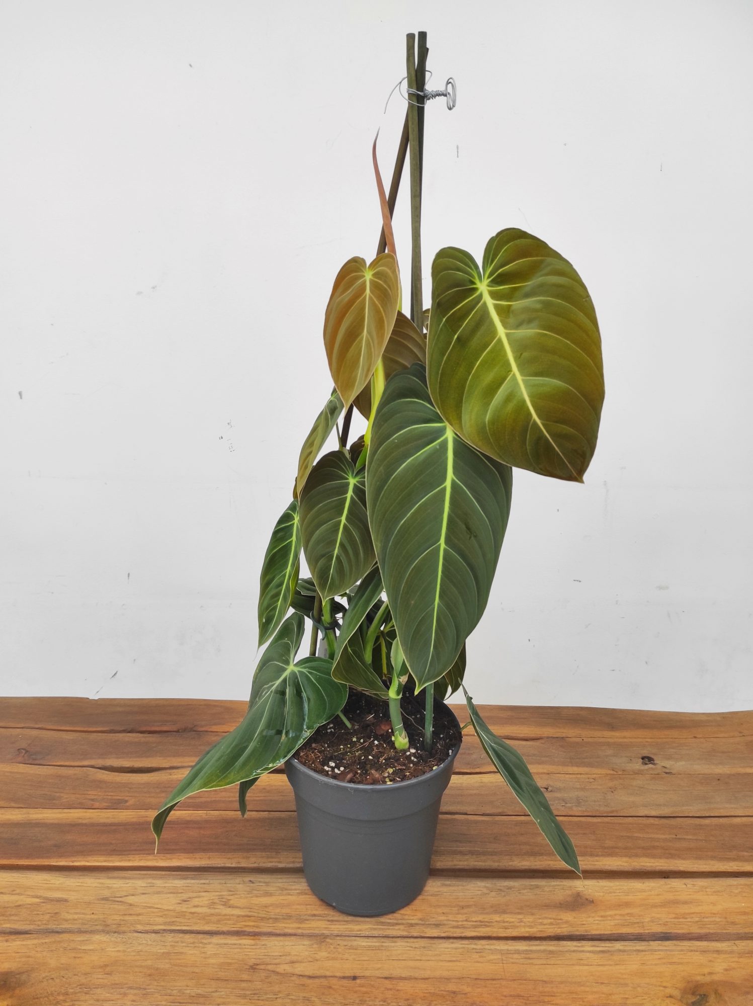 Philodendron Melanochrysum