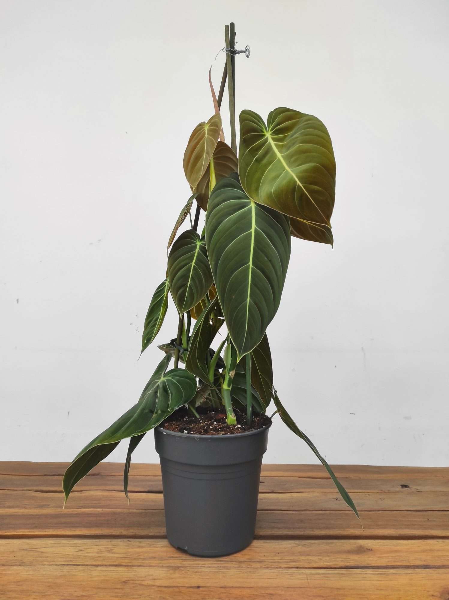 Philodendron Melanochrysum - Image 2