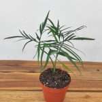 Philodendron Polypodioides