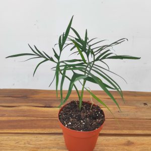 Philodendron Polypodioides