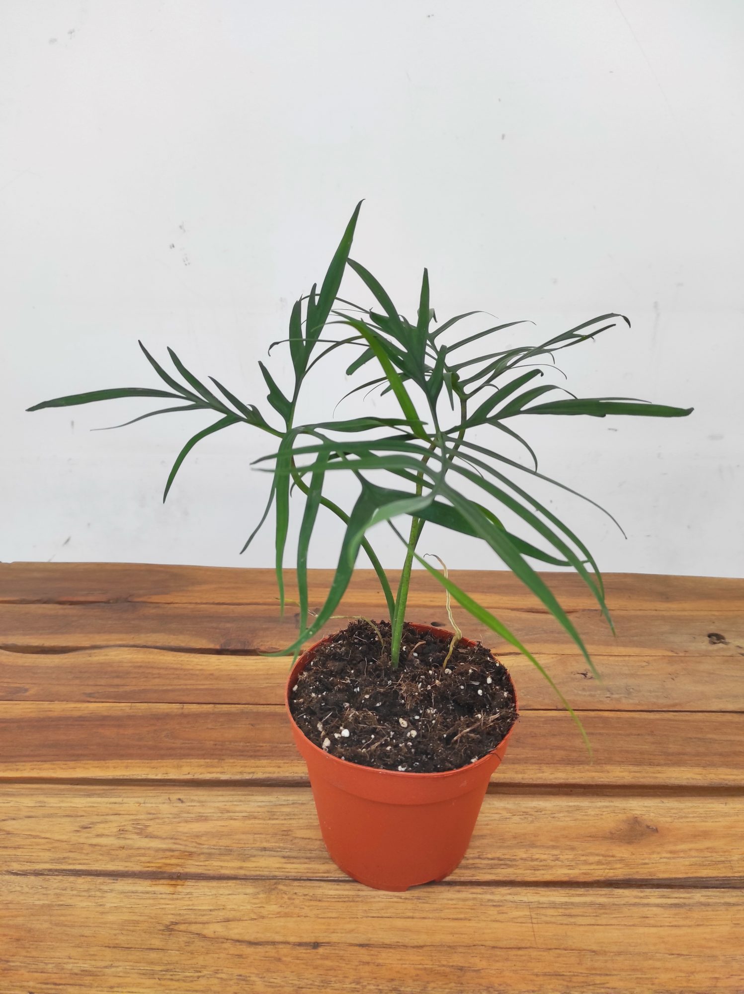 Philodendron Polypodioides