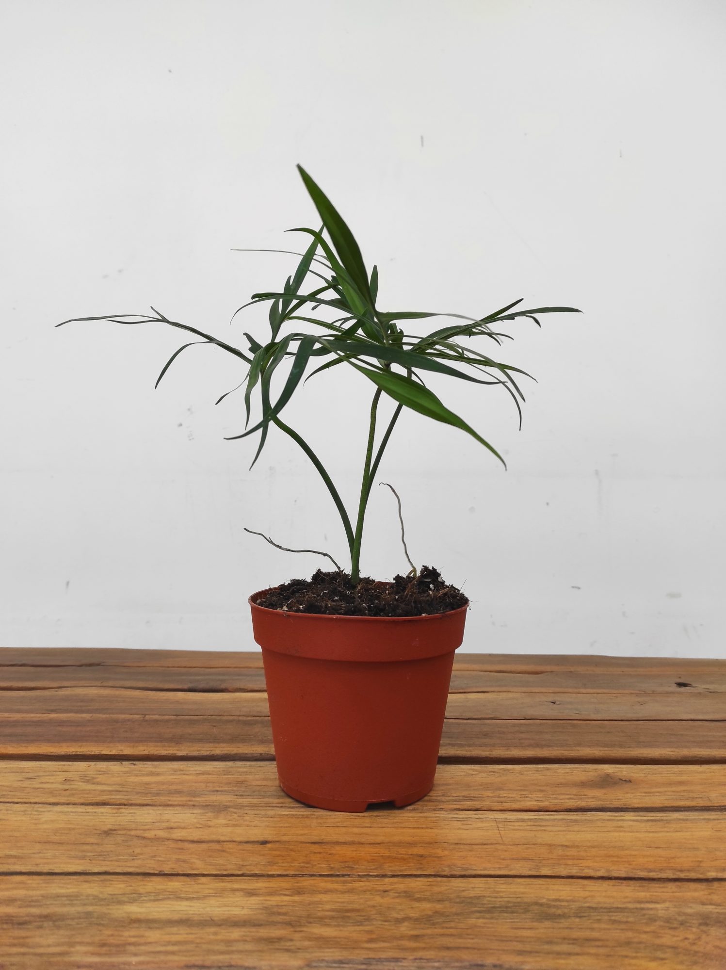 Philodendron Polypodioides - Image 2