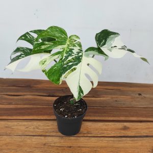 Monstera Variegata 'Half Moon'