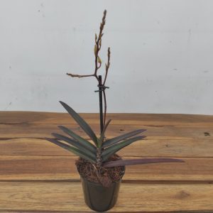 Renanthera Monachica C/ Haste Floral