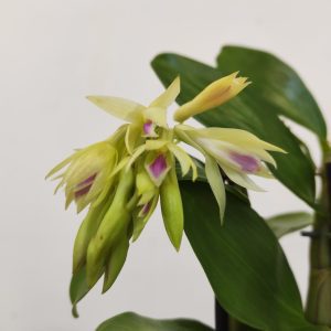 Dendrobium Amethystoglossum