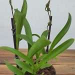 Oncidium Croesus C/ Haste Floral