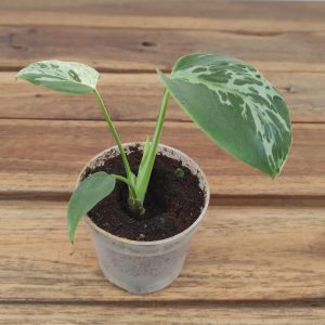 Monstera Bulbasaur Variegata V.7