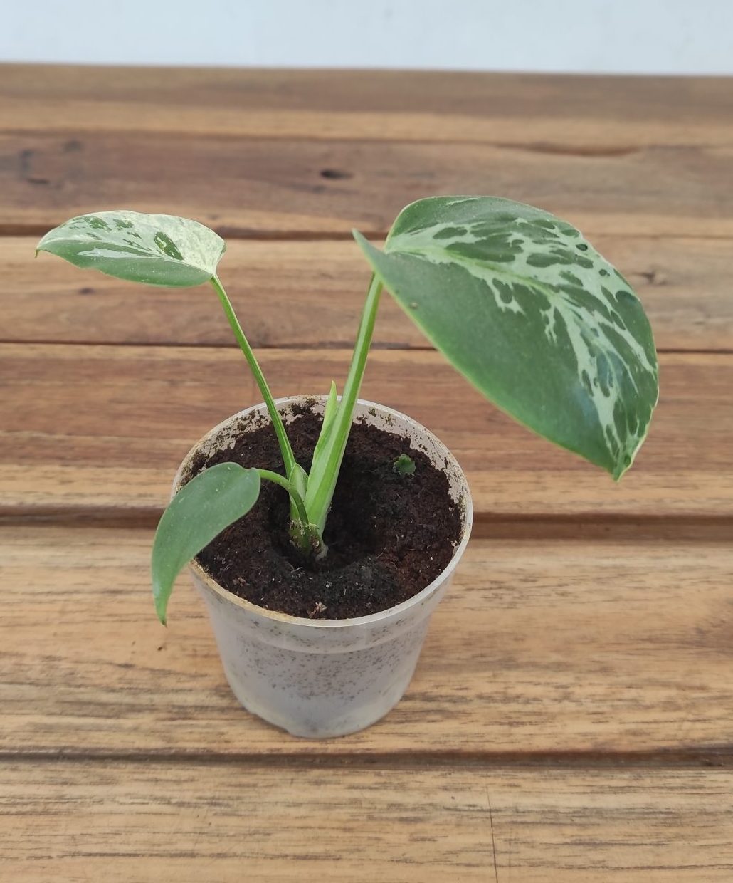 Monstera Bulbasaur Variegata V.7