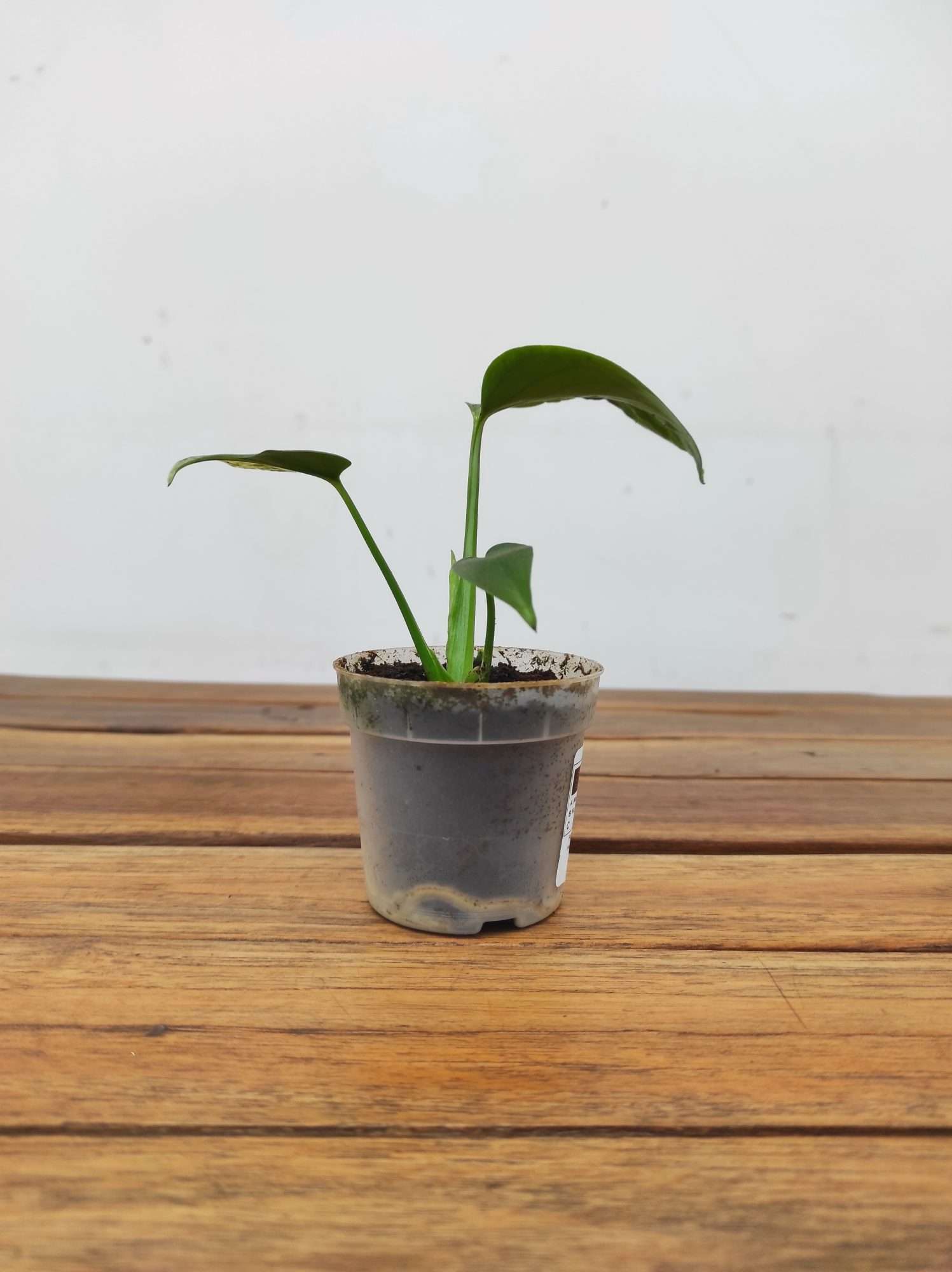 Monstera Bulbasaur Variegata V.7 - Image 2