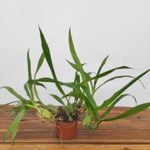 Coelogyne Cristata S/Flor 2-3 Hastes