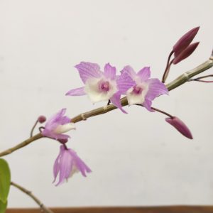 Dendrobium Pierardi X Looddigesii