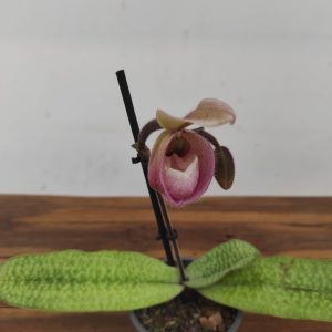 Paphiopedilum 'Deperle'