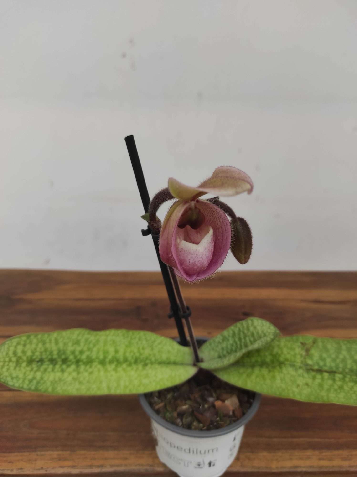 Paphiopedilum 'Deperle'
