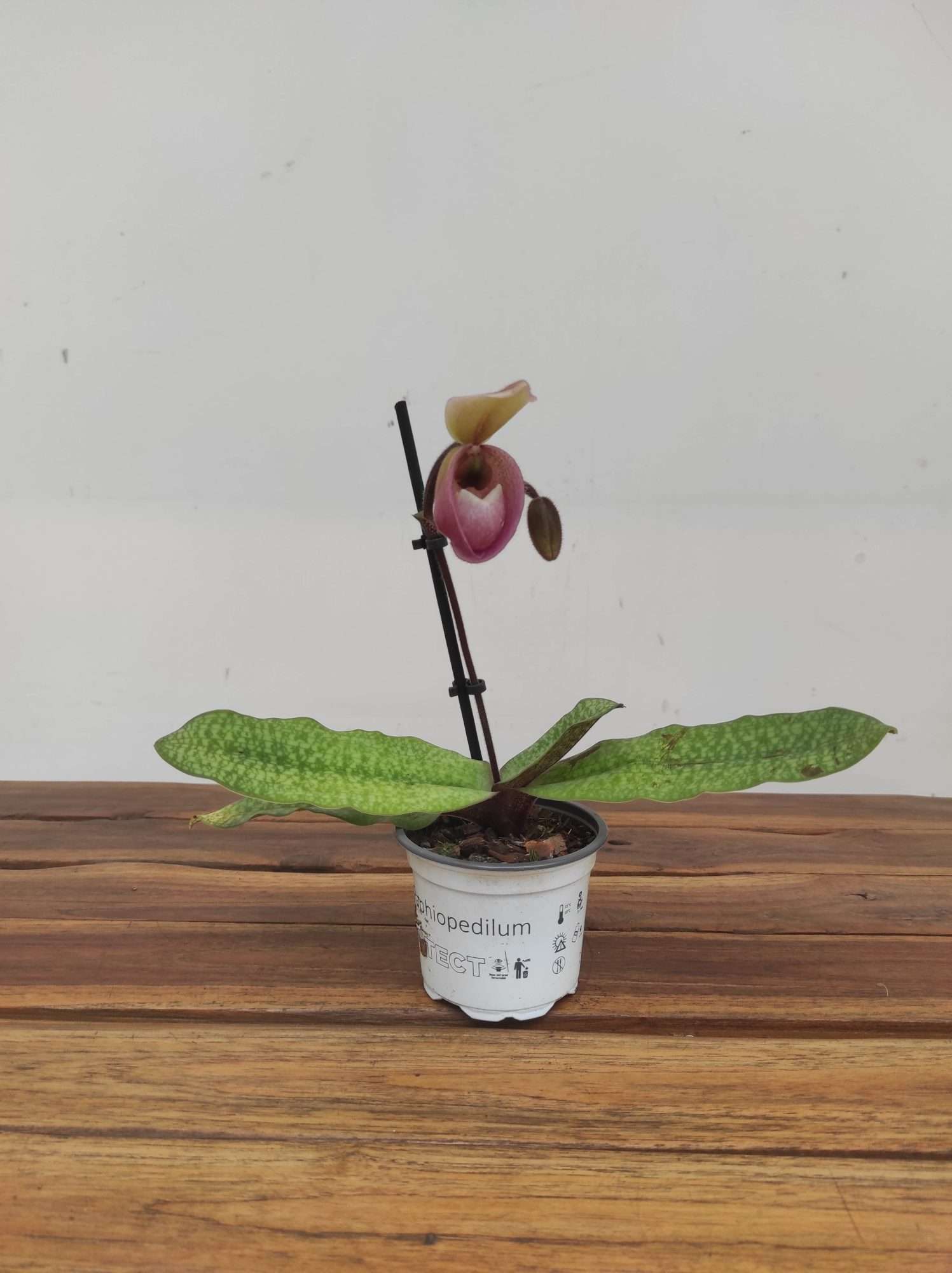 Paphiopedilum 'Deperle' - Image 2