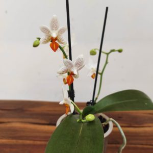 Phalaenopsis Mini Mark - V.9