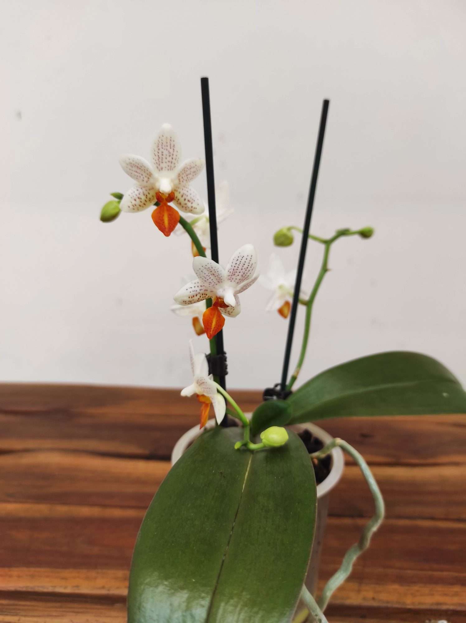 Phalaenopsis Mini Mark - V.9