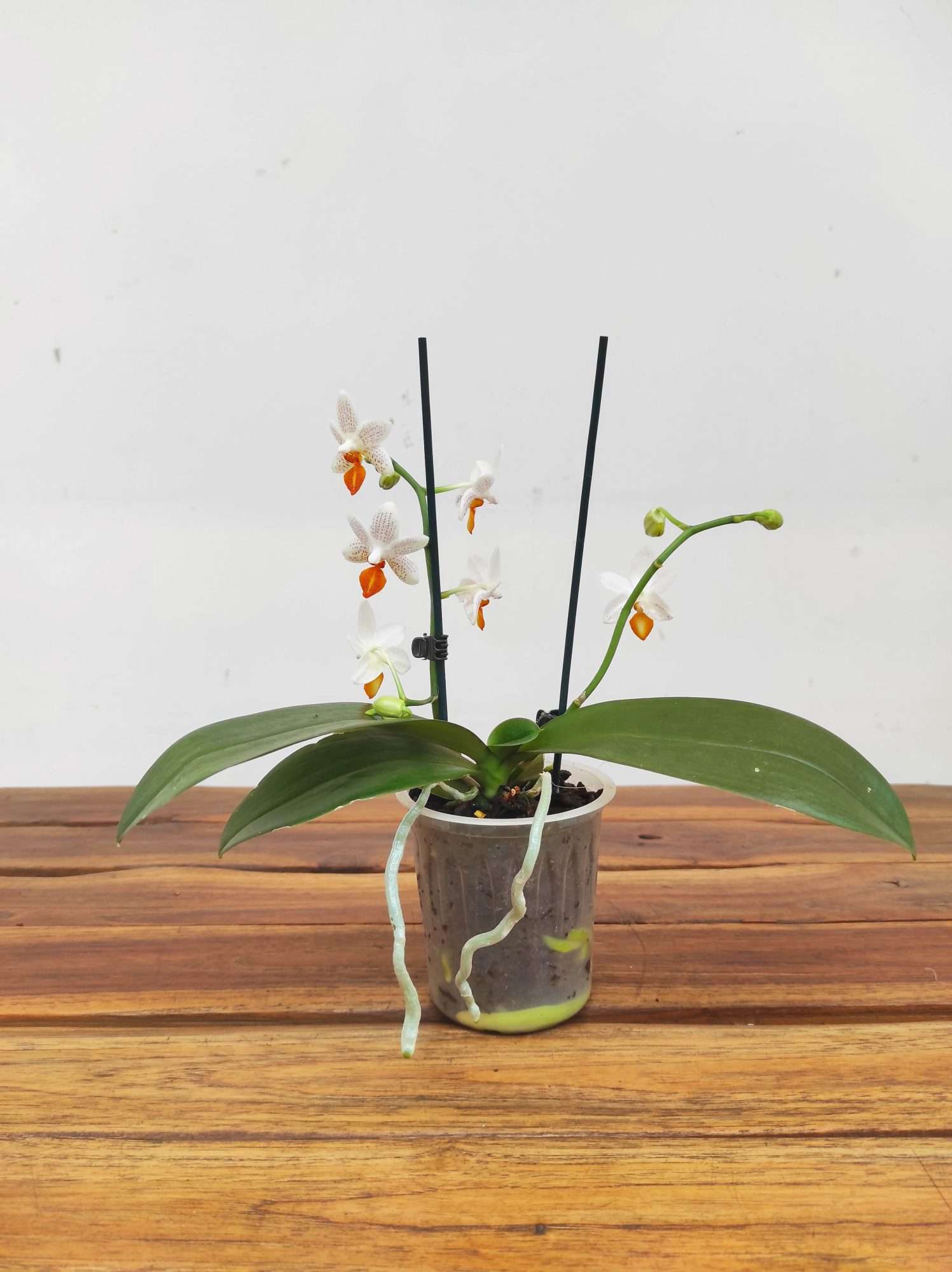 Phalaenopsis Mini Mark - V.9 - Image 2