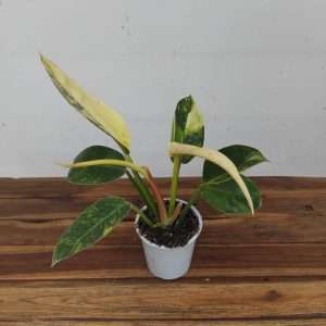 Philodendron