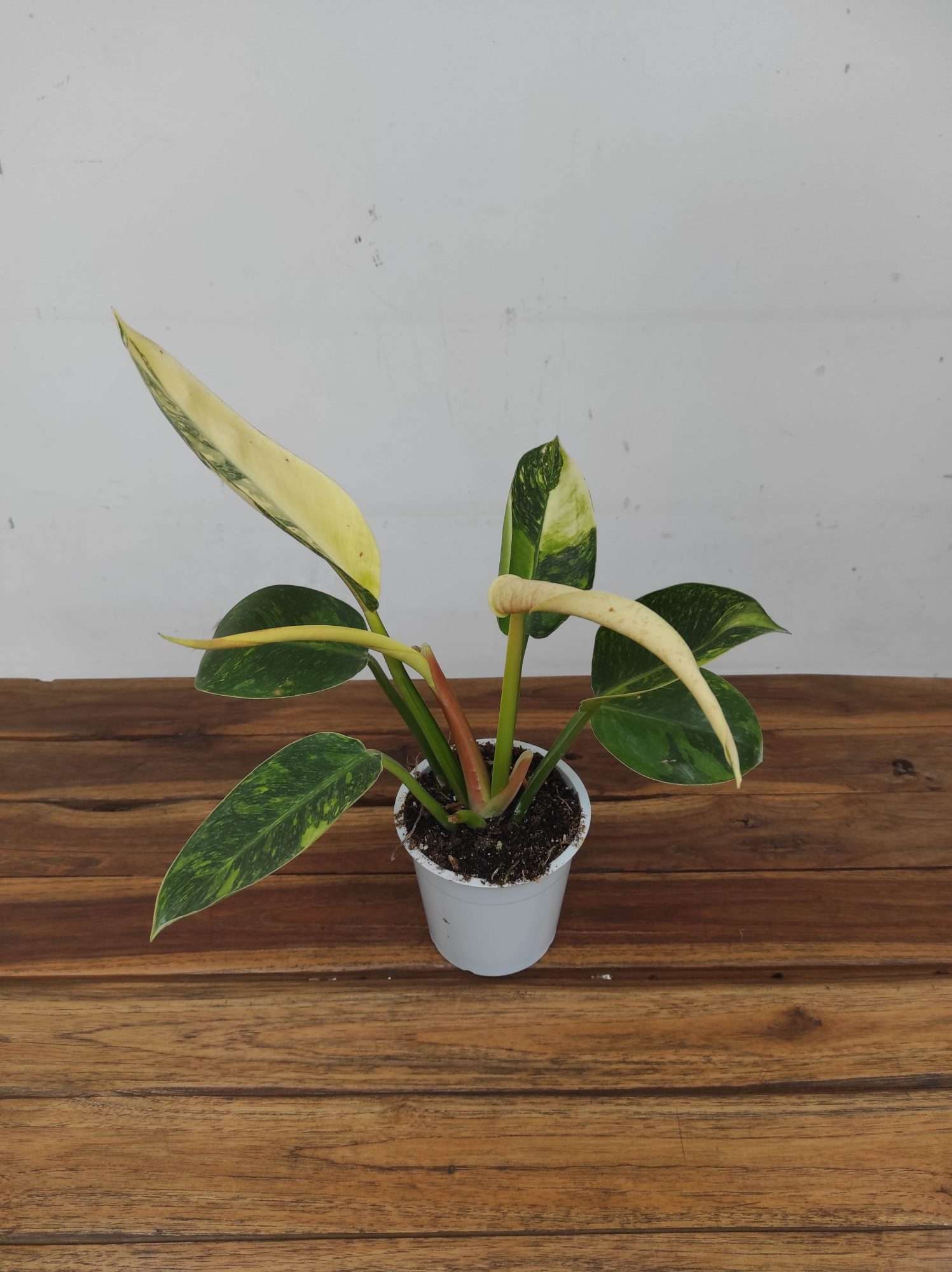 Philodendron