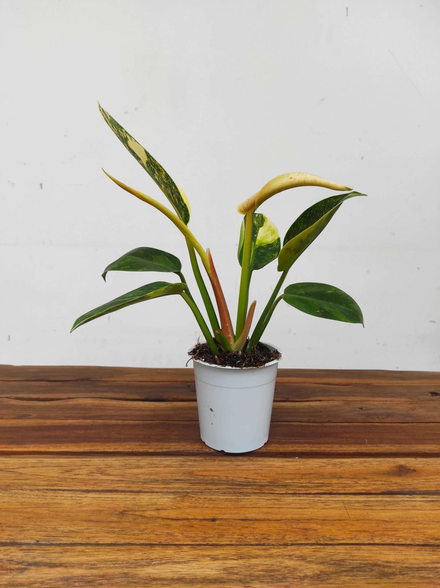 Philodendron - Image 2