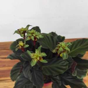 Calathea Crocata Maravida 'Special'