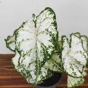 Caladium 'White Christmas'