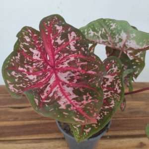 Caladium 'Carolyn Whorton'