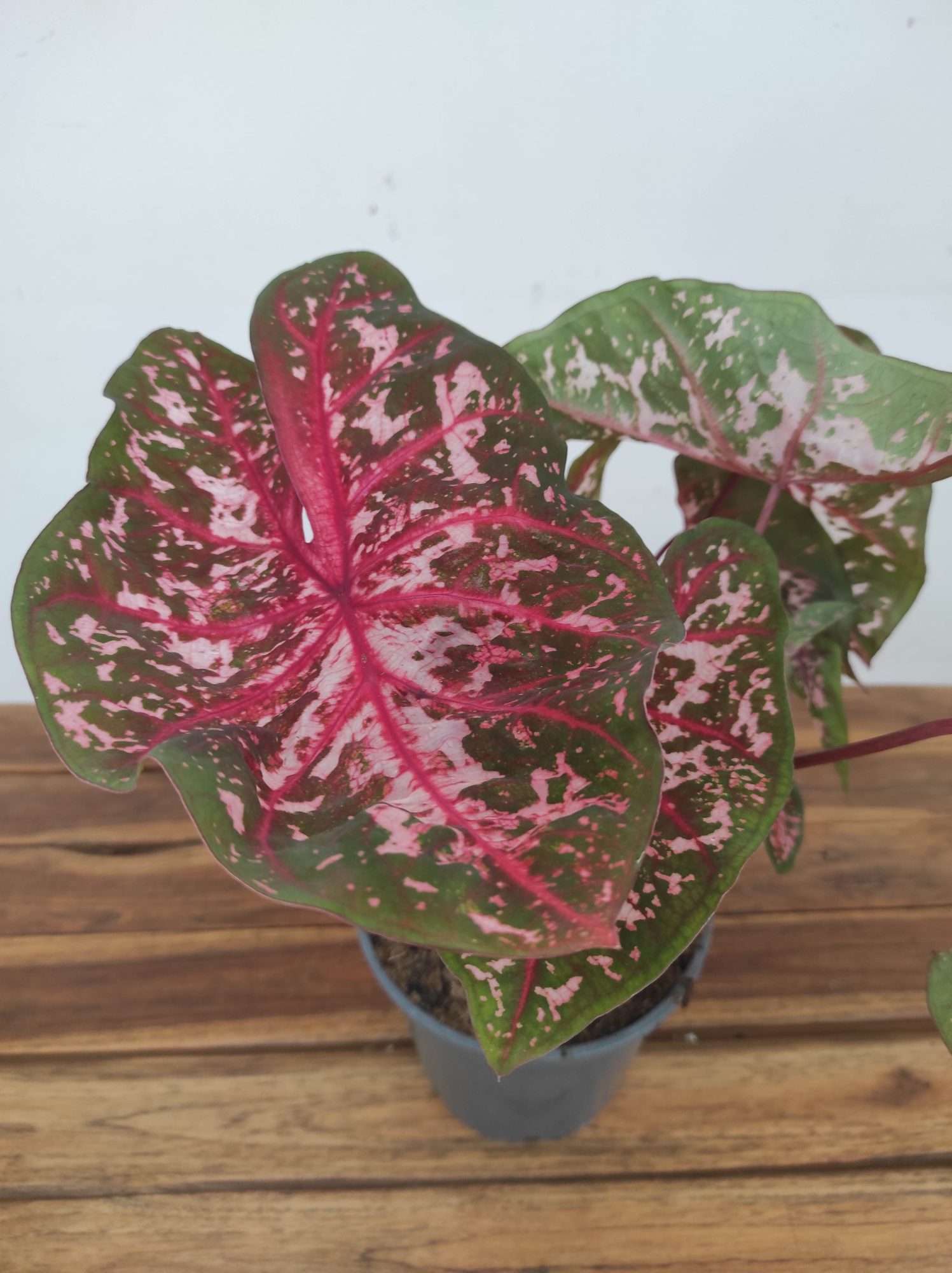 Caladium 'Carolyn Whorton'