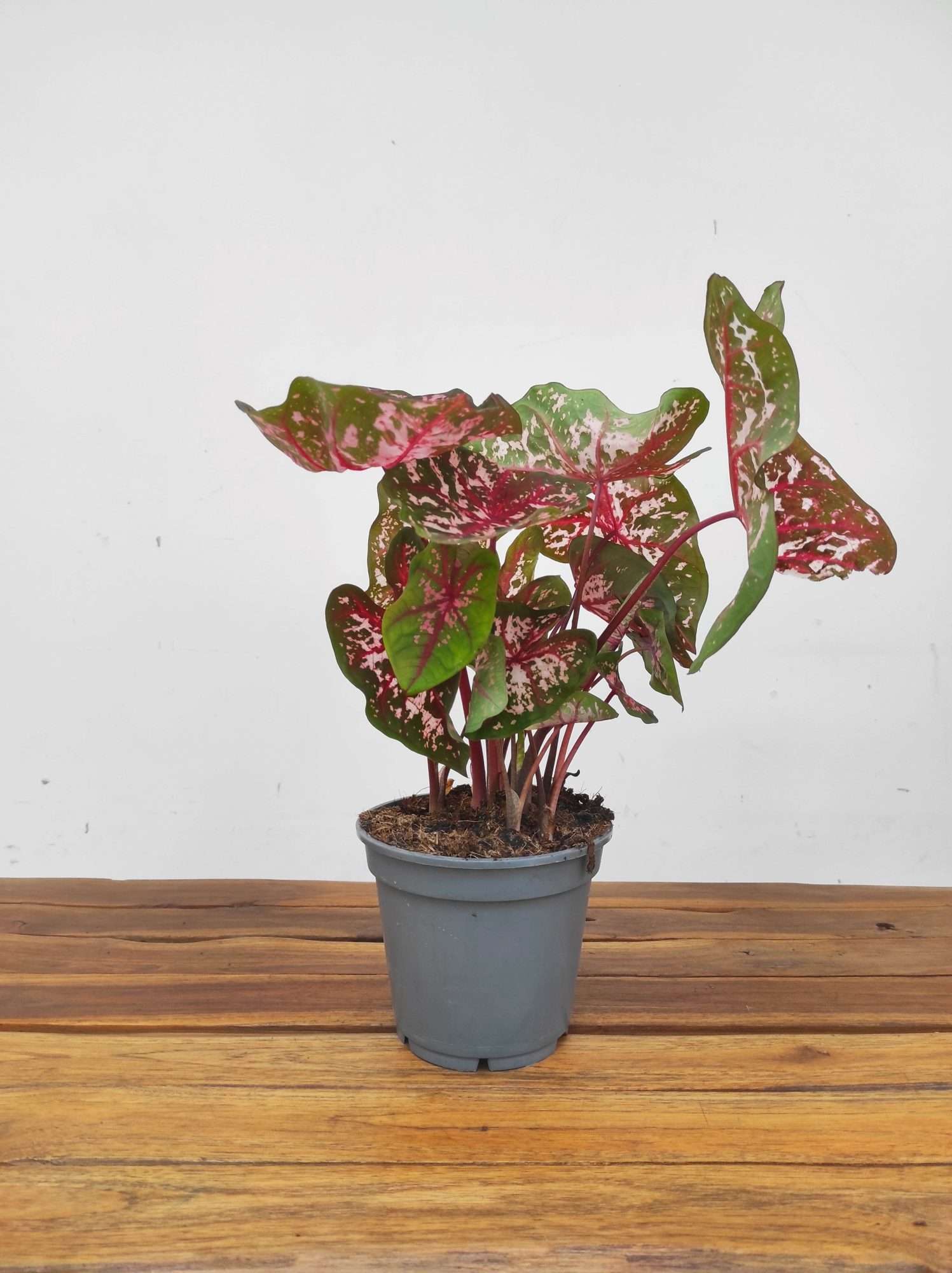 Caladium 'Carolyn Whorton' - Image 2