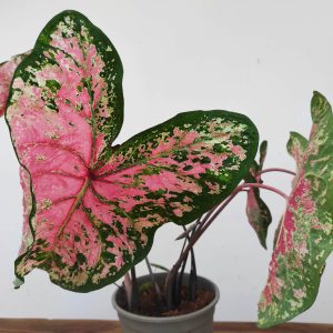 Caladium 'Pink Beauty'